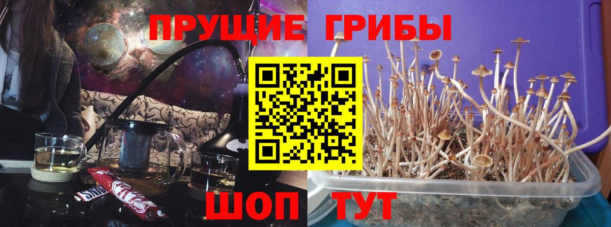 Псилоцибиновые грибы GOLDEN TEACHER Конаково